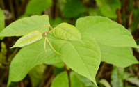 Japanese_Knot_Root_Product.png