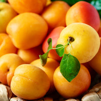 apricots.jpeg