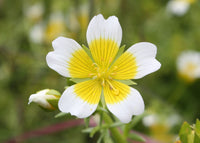meadowfoam2
