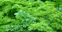 parsley2